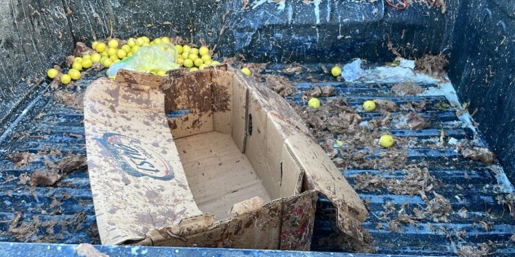 Choque lis deja sin barbacoa