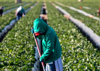 Quiere EU jornaleros legales… y los vulnera