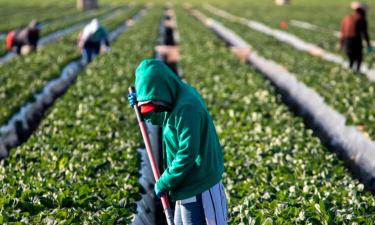 Quiere EU jornaleros legales… y los vulnera