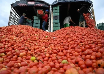 Castiga EEUU al tomate mexicano, impone arancel de 17%