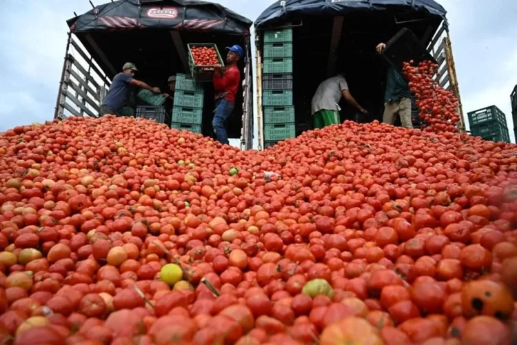 Castiga EEUU al tomate mexicano, impone arancel de 17%