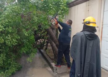 Ca otro árbol a consecuencia de las lluvias