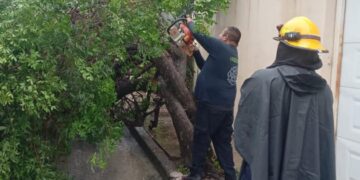 Ca otro árbol a consecuencia de las lluvias