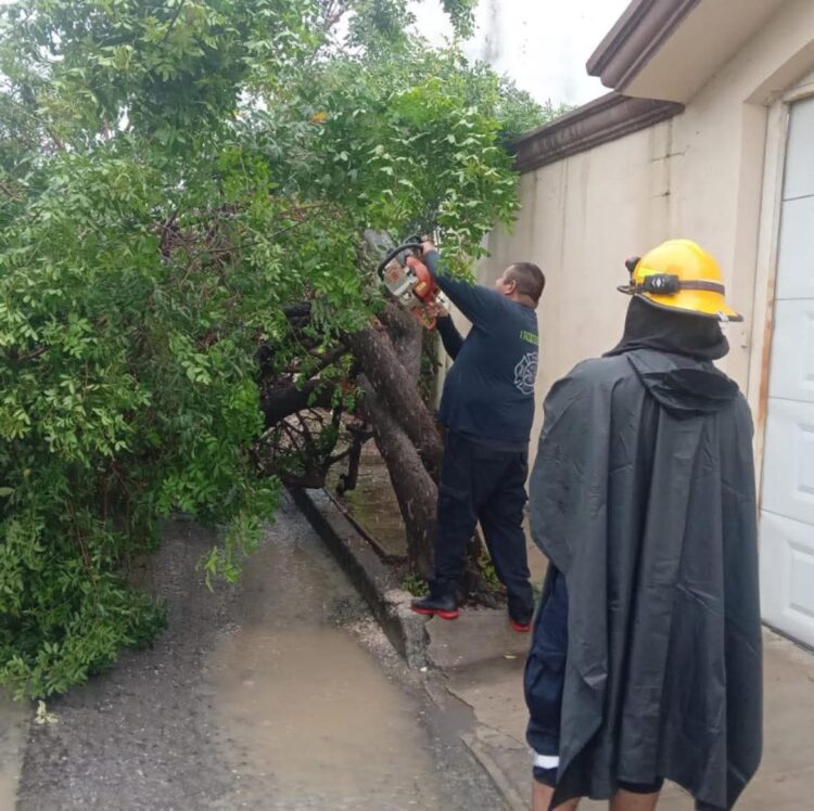 Ca otro árbol a consecuencia de las lluvias
