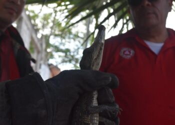 Encuentran cocodrilo en vivienda de la colonia Estudiantil