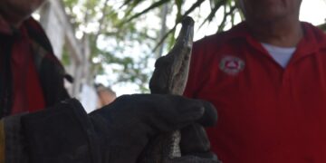 Encuentran cocodrilo en vivienda de la colonia Estudiantil