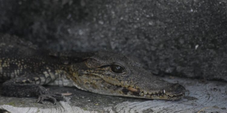 Encuentran cocodrilo en vivienda de la colonia Estudiantil
