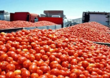 Gobierno diseña plan especial para enfrentar aranceles al jitomate
