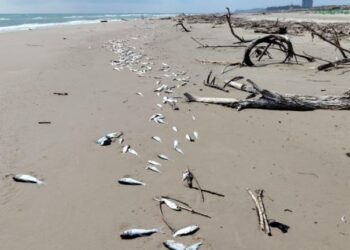 Peces asiáticos invaden aguas de Tamaulipas y mueren en la costa