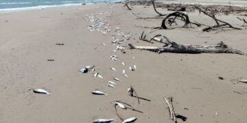 Peces asiáticos invaden aguas de Tamaulipas y mueren en la costa