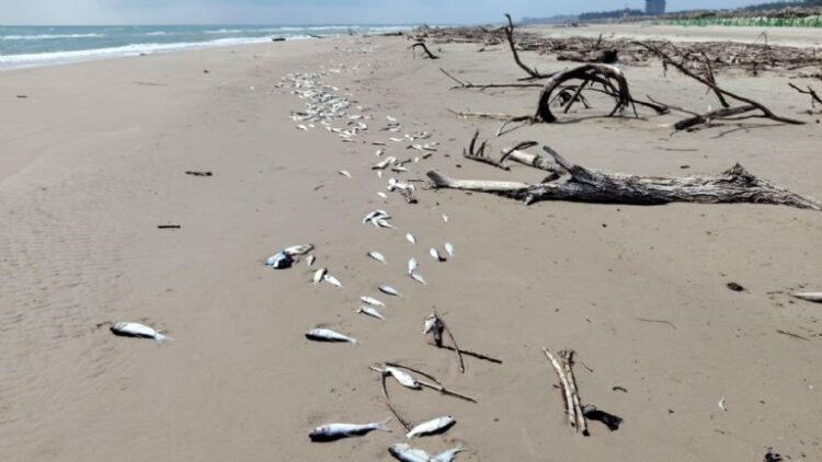 Peces asiáticos invaden aguas de Tamaulipas y mueren en la costa