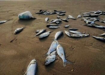 Los peces que aparecieron muertos en Tamaulipas vienen desde Asia