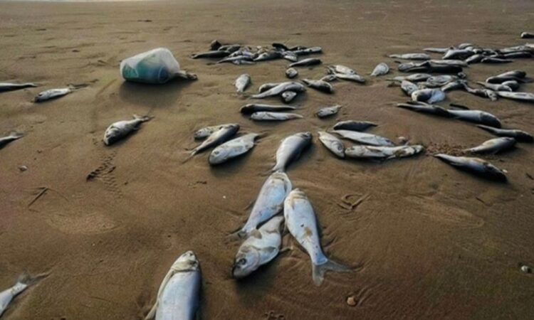 Los peces que aparecieron muertos en Tamaulipas vienen desde Asia