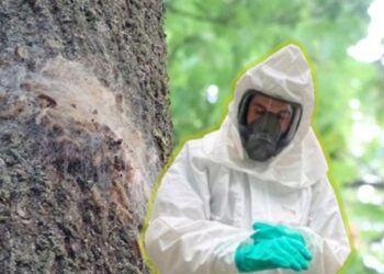 Alemania: una plaga obliga a los habitantes de un pueblo a quedarse en sus casas