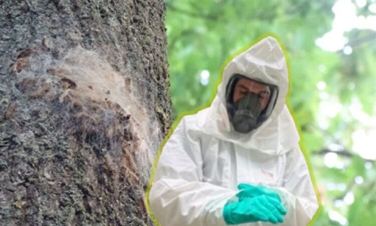 Alemania: una plaga obliga a los habitantes de un pueblo a quedarse en sus casas