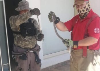 Capturan víboras dentro de casa
