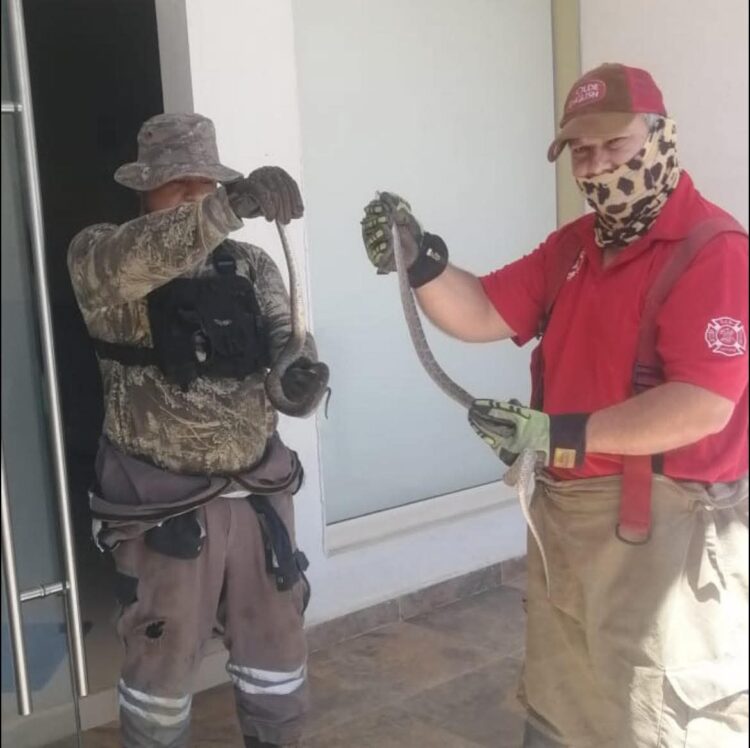 Capturan víboras dentro de casa