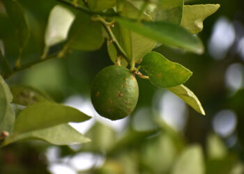 Buscan erradicar el cancro bacteriano de los cítricos (CBC) en regiones de Tamaulipas