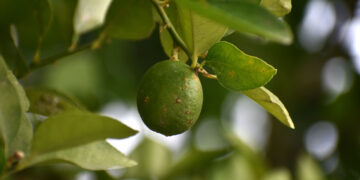 Buscan erradicar el cancro bacteriano de los cítricos (CBC) en regiones de Tamaulipas