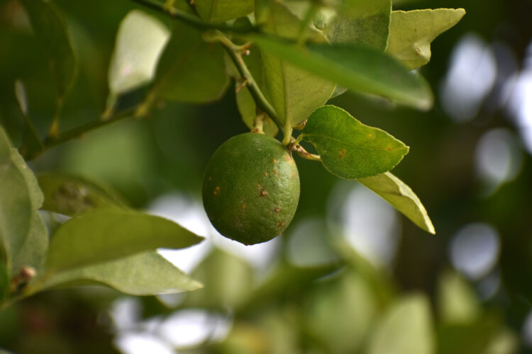 Buscan erradicar el cancro bacteriano de los cítricos (CBC) en regiones de Tamaulipas