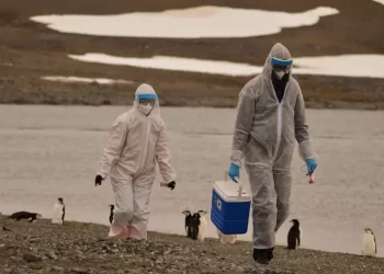 Confirman caso humano de gripe aviar A(H5N1) en niña de 10 años en Camboya