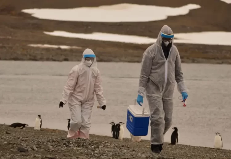 Confirman caso humano de gripe aviar A(H5N1) en niña de 10 años en Camboya