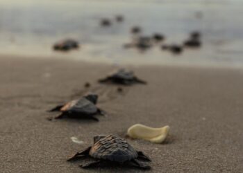 Liberan 177 mil 672 crías de tortuga lora, especie protegida, en costas de Tamaulipas