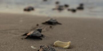 Liberan 177 mil 672 crías de tortuga lora, especie protegida, en costas de Tamaulipas