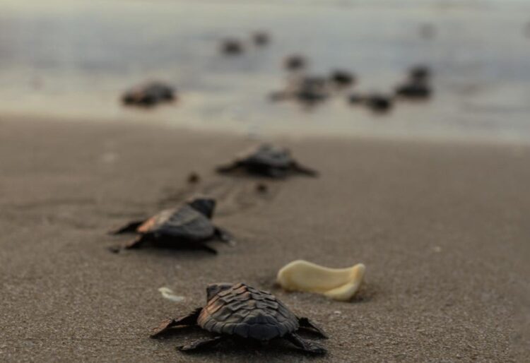 Liberan 177 mil 672 crías de tortuga lora, especie protegida, en costas de Tamaulipas