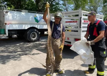 Capturan serpiente de dos metros en una casa; devoraba a un pequeño gatito