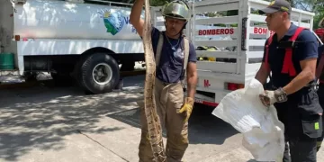 Capturan serpiente de dos metros en una casa; devoraba a un pequeño gatito