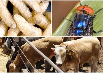 México y EUA acuerdan plan binacional contra el gusano barrenador del ganado