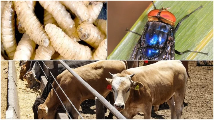 México y EUA acuerdan plan binacional contra el gusano barrenador del ganado