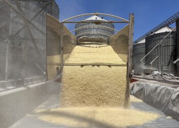 Denuncian productores de maíz que alza en importaciones lesionan al campo mexicano