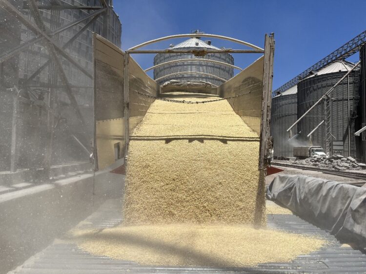 Denuncian productores de maíz que alza en importaciones lesionan al campo mexicano