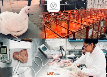 Producirá la UAT pollos de engorda con mayor calidad nutritiva y saludable