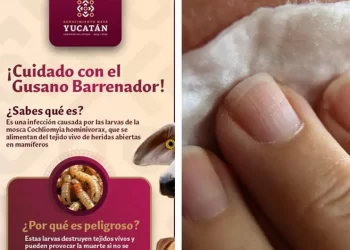 Yucatán reporta primer caso humano infectado por gusano barrenador del ganado