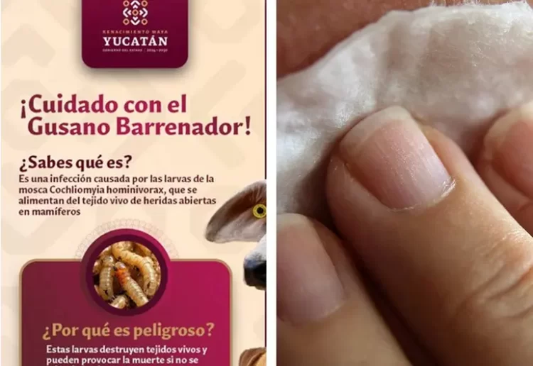 Yucatán reporta primer caso humano infectado por gusano barrenador del ganado