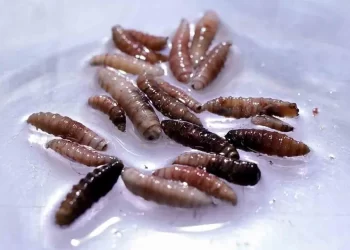 Confirman primer caso humano de gusano barrenador EU