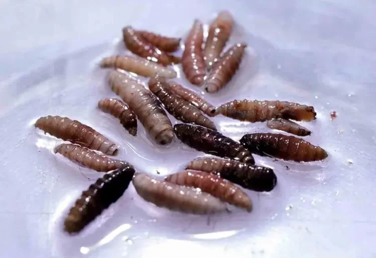 Confirman primer caso humano de gusano barrenador EU