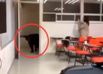 Oso se adelanta al regreso a clases; invade salón en Nuevo León