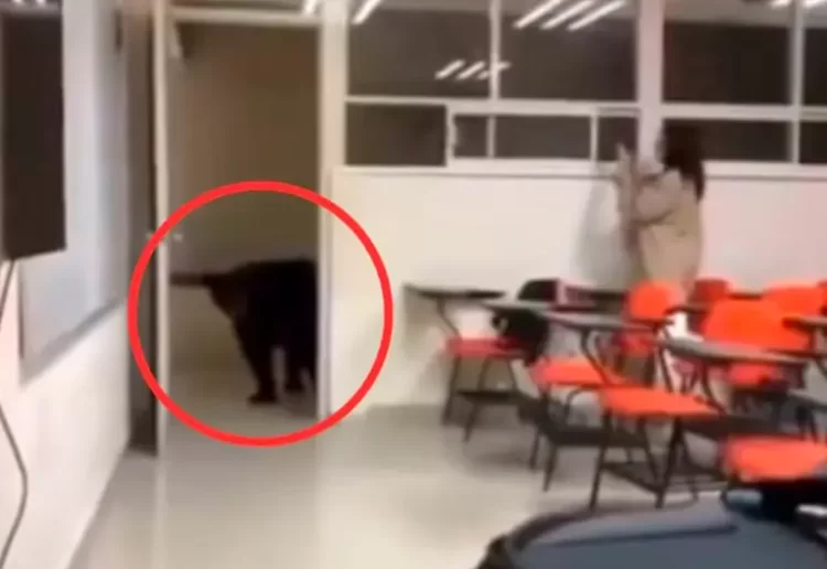 Oso se adelanta al regreso a clases; invade salón en Nuevo León