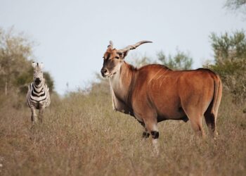 Tendrá Tamaulipas nuevo Parque Faunístico en rancho “El Tinieblo” de Jiménez
