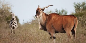 Tendrá Tamaulipas nuevo Parque Faunístico en rancho “El Tinieblo” de Jiménez