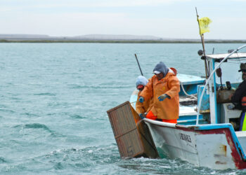 Arranca el 1 de septiembre veda para captura de lisa en la Laguna Madre de Tamaulipas