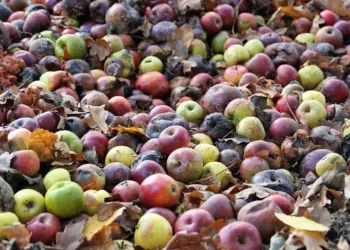 Cómo evitar el desperdicio de alimentos en la casa; cuida tu bolsillo y el pleneta