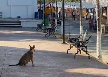 Muere persona con rabia en Colima; es el segundo caso en México