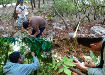 Busca la UAT conservar bosques de encino en Tamaulipas con tecnología geoespacial