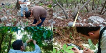 Busca la UAT conservar bosques de encino en Tamaulipas con tecnología geoespacial