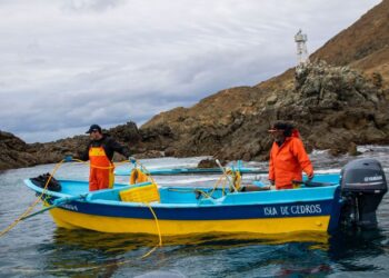 Decomisan SADER y MARINA más de 4 mil toneladas de producto pesquero ilegal